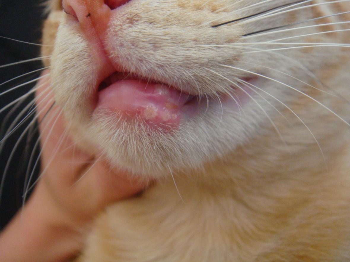 Эозинофильная гранулема у кошек: характерные признаки и лечение