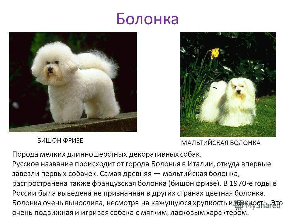 Маленькие породы собак: топ-20 с описанием и фото