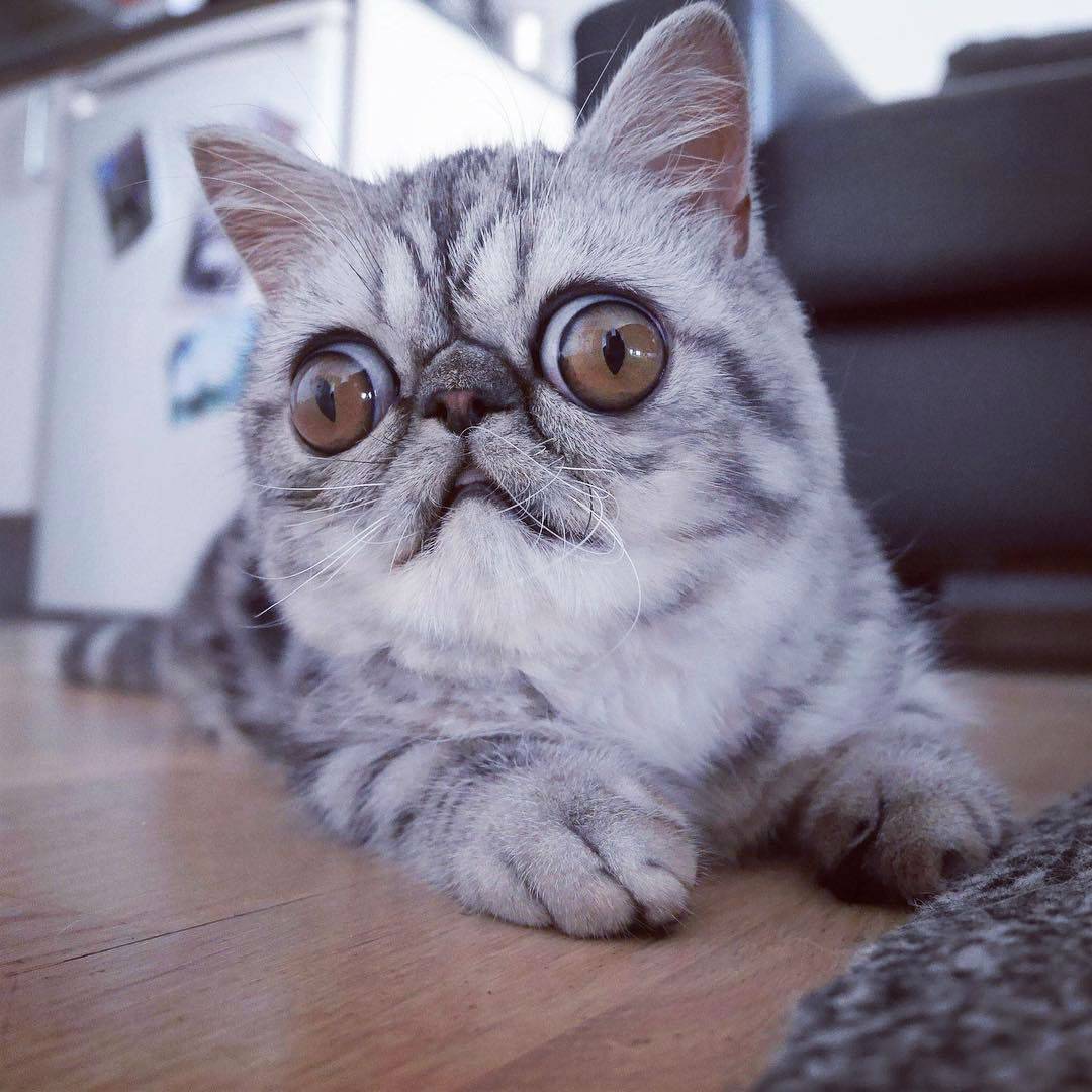 Кошки с большими глазами – топ-10 пород с выразительными глазками