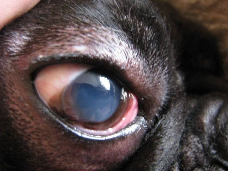 Что делать и что категорически нельзя делать, если у собаки или кошки повреждён глаз
