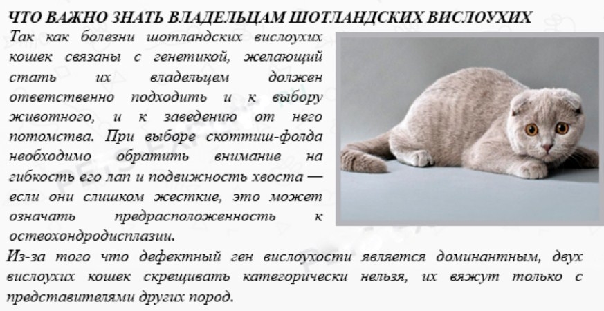 Британская порода - характер, повадки, особенности - котешка.ру