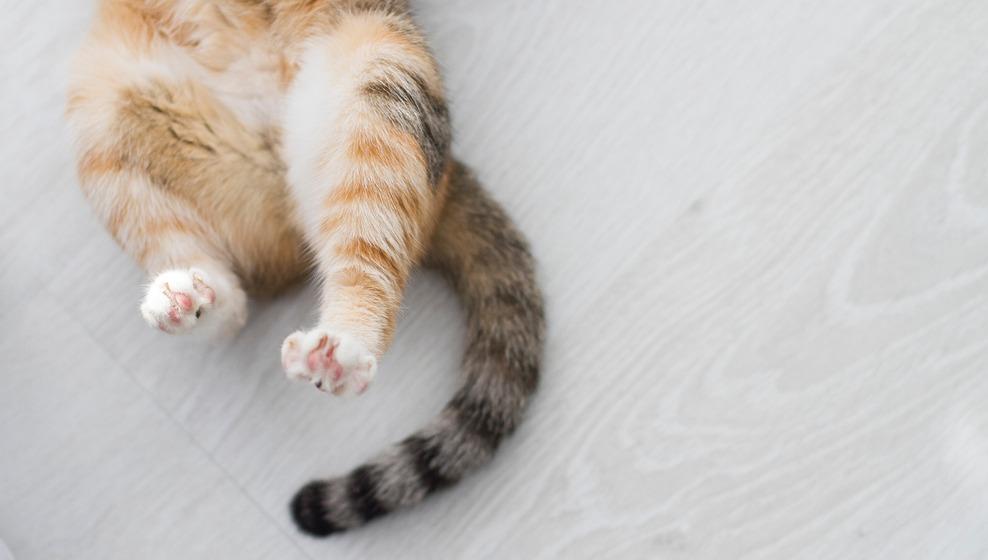 Что вызывает припадок у кошки?