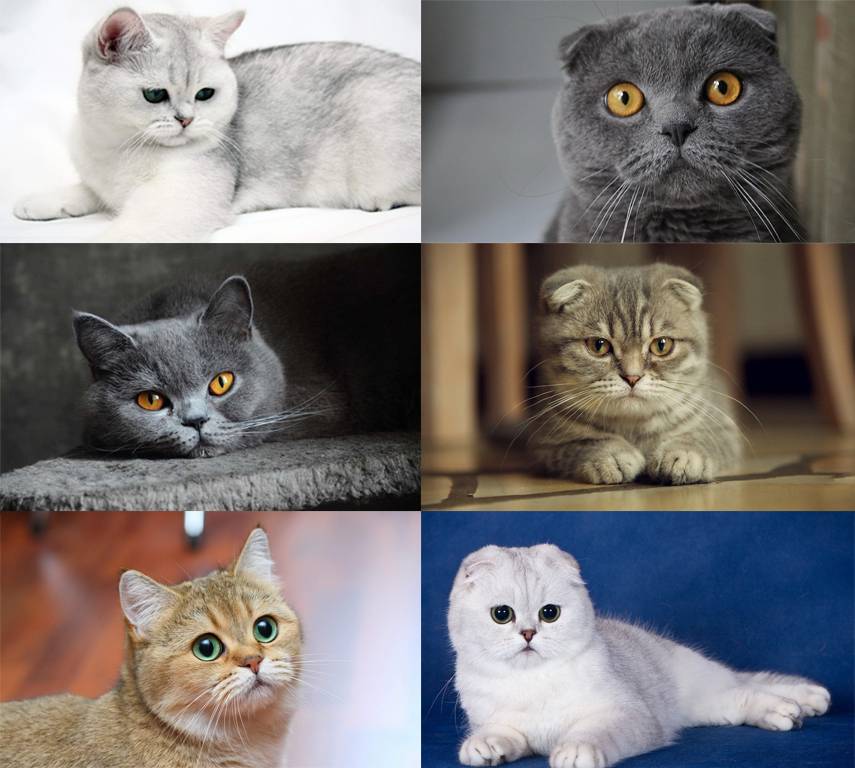 Отличия британских и шотландских кошек: 15 фото, мнение экспертов