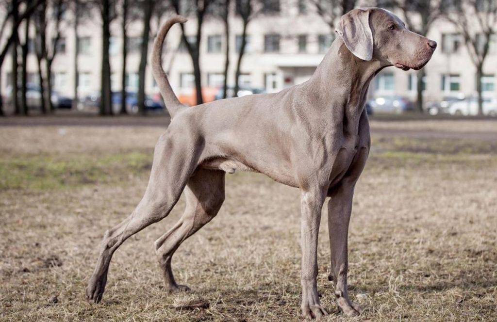 Собака веймаранер: особенности породы, характера, воспитания
