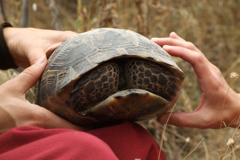 50 занимательных и интересных фактов про разных черепах