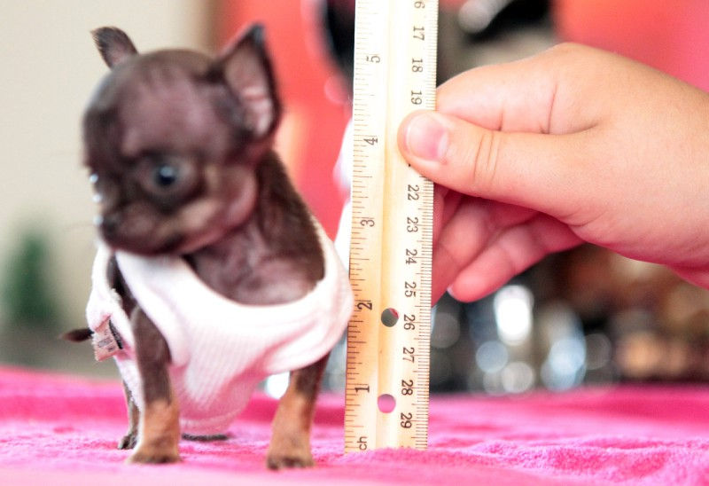 Самая маленькая собачка в мире - чихуахуа милли и другие крошечные песики (фото)