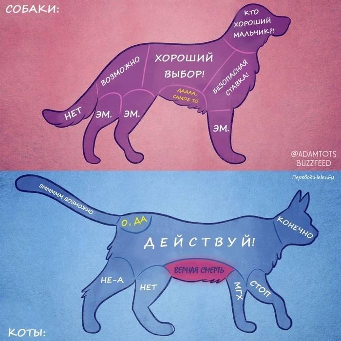 Где можно гладить кота картинка