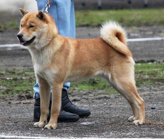 Породы японских собак: названия и фото