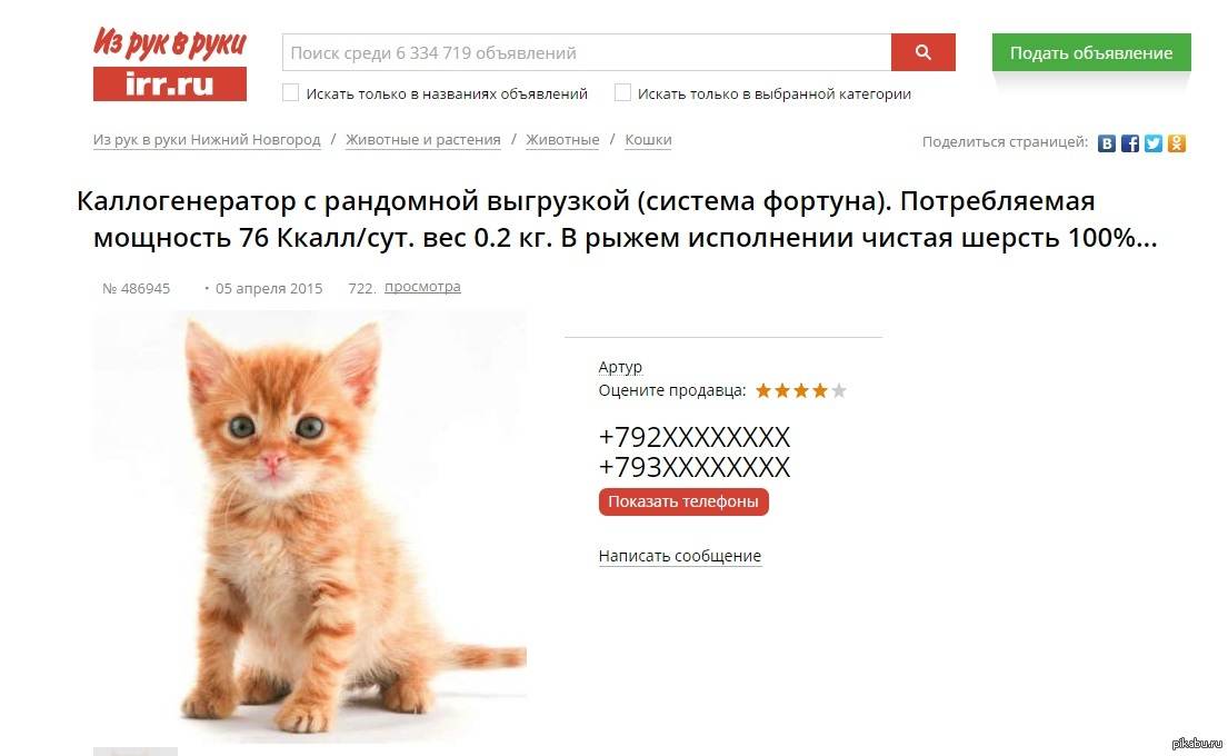 Разведение кошек как бизнес. личный опыт