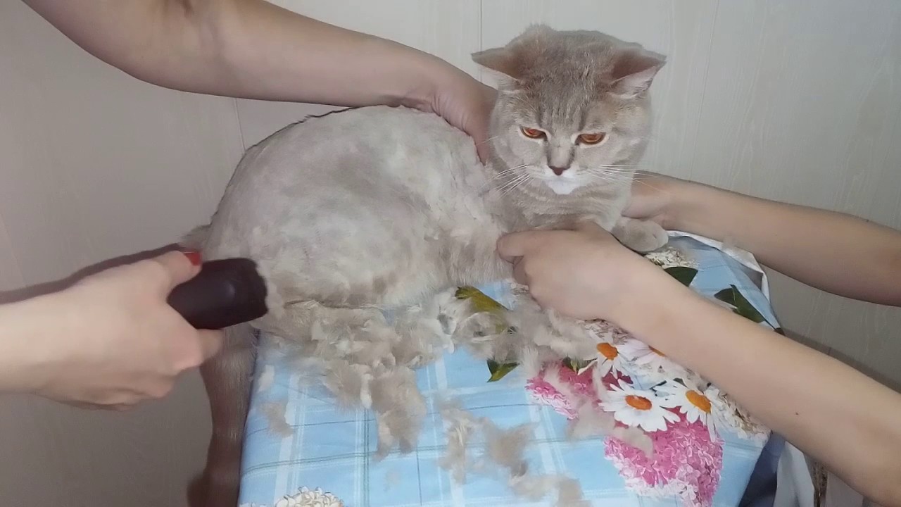 Для чего нужно делать груминг кошек - мир кошек