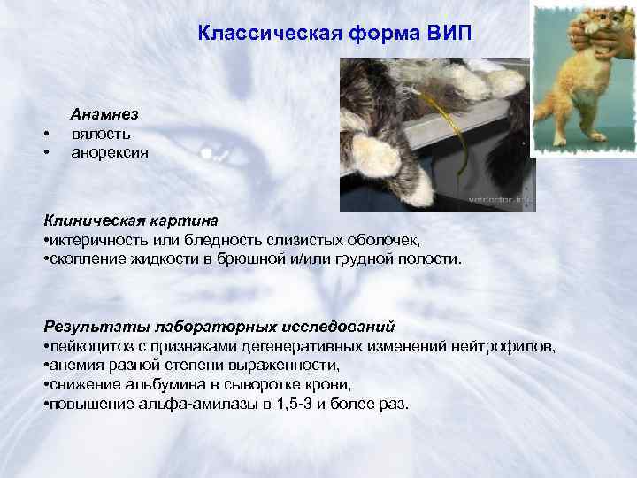 Коронавирусная инфекция у кошек