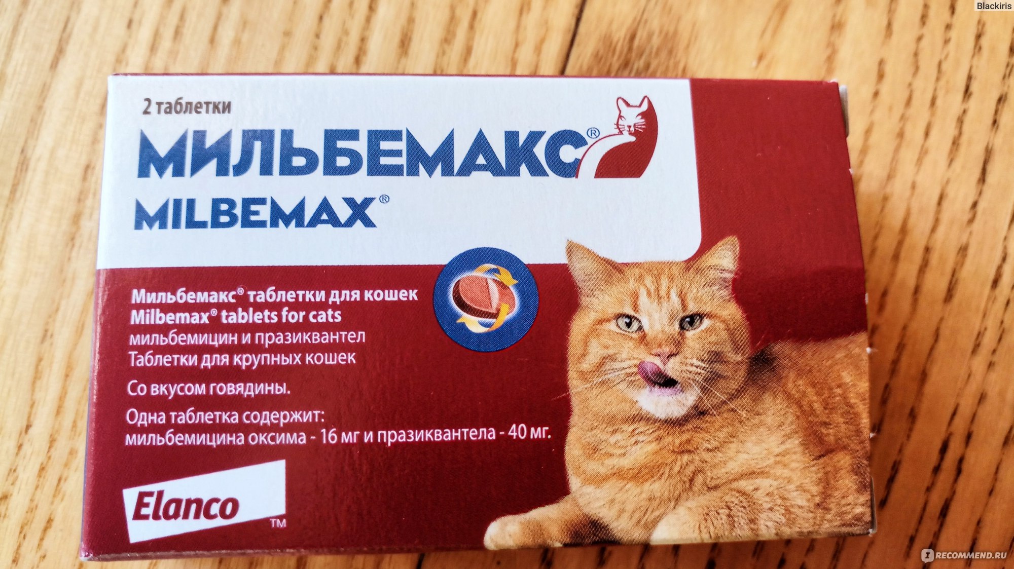 Таблетки от глистов для кошек: обзор глистогонных препаратов для котят и взрослых питомцев