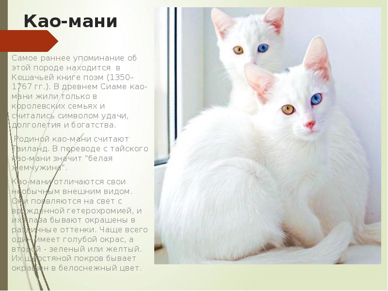 Почему белые и голубоглазые кошки глухие от рождения? - gafki.ru