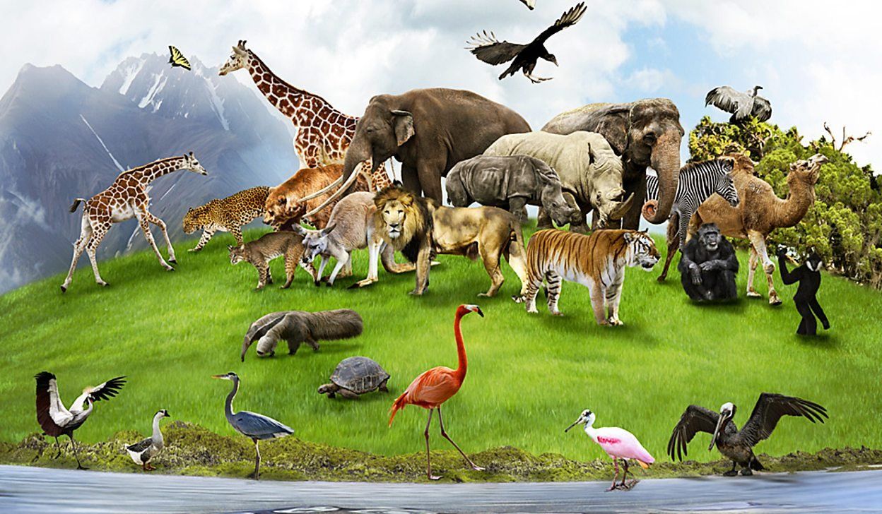 20 животных, которых природа слепила из того, что было - gafki.ru