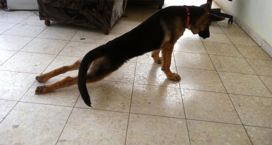 Собака не встает на задние лапы: причины паралича у взрослых, почему отказали у щенков, что делать - блог о животных - zoo-pet.ru