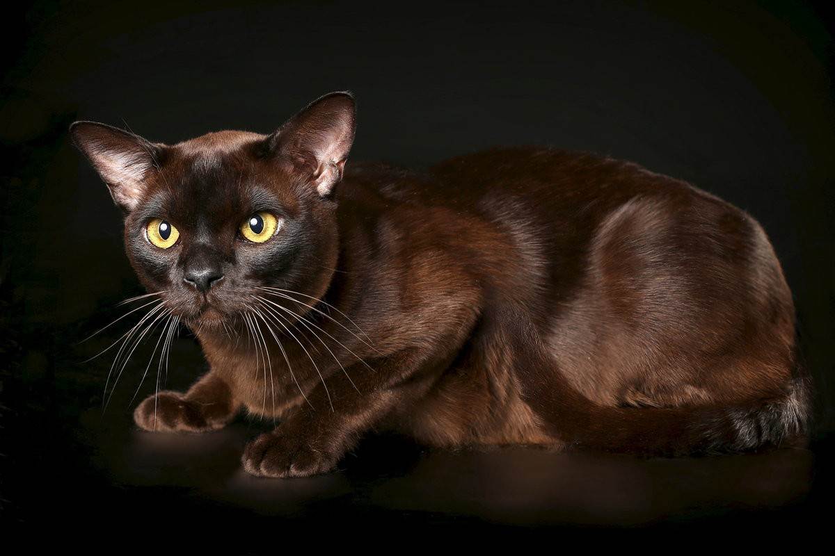Описание и фото йоркской шоколадной кошки, характер и особенности содержания питомца необычного цвета