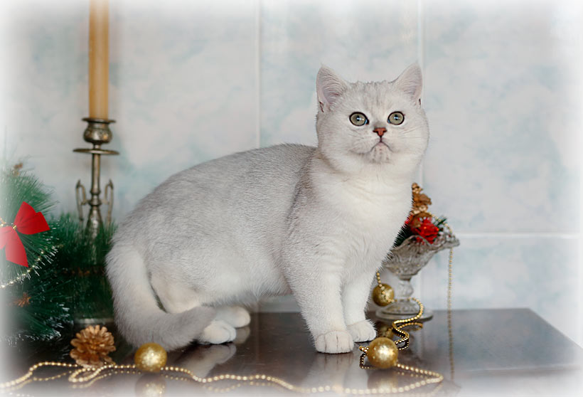 Кошка Шиншилла: описание породы