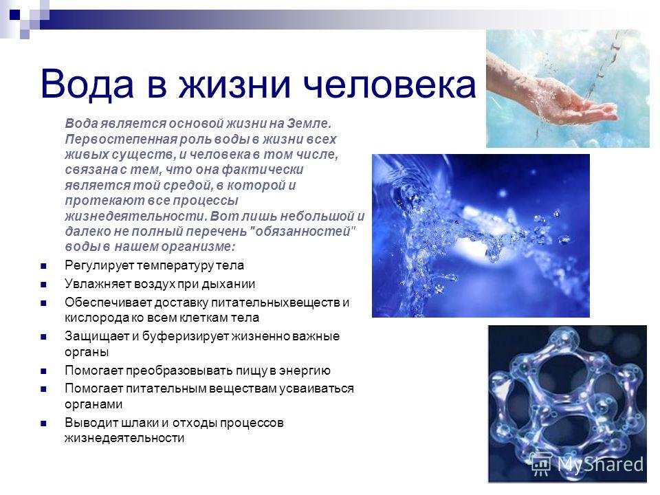 Что едят шиншиллы? - что едят на планете земля