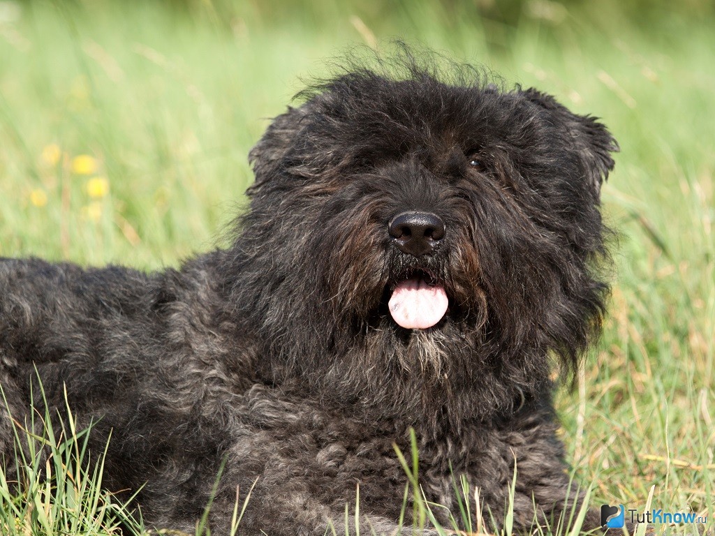 Фландрский бувье - dogsta.ru