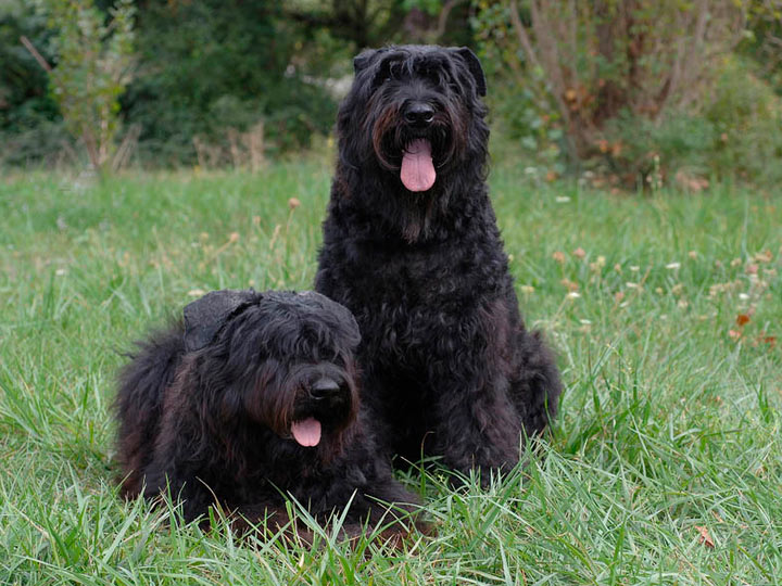 Характеристика собак породы фландрский бувье с отзывами и фото