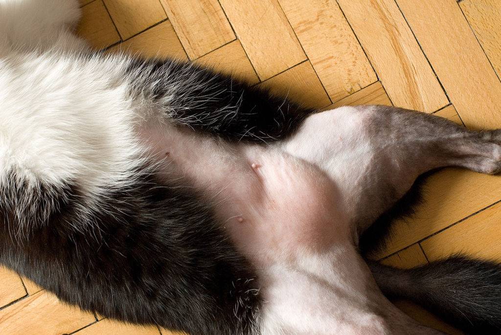 Что делать, если у кошки шишка на щеке?