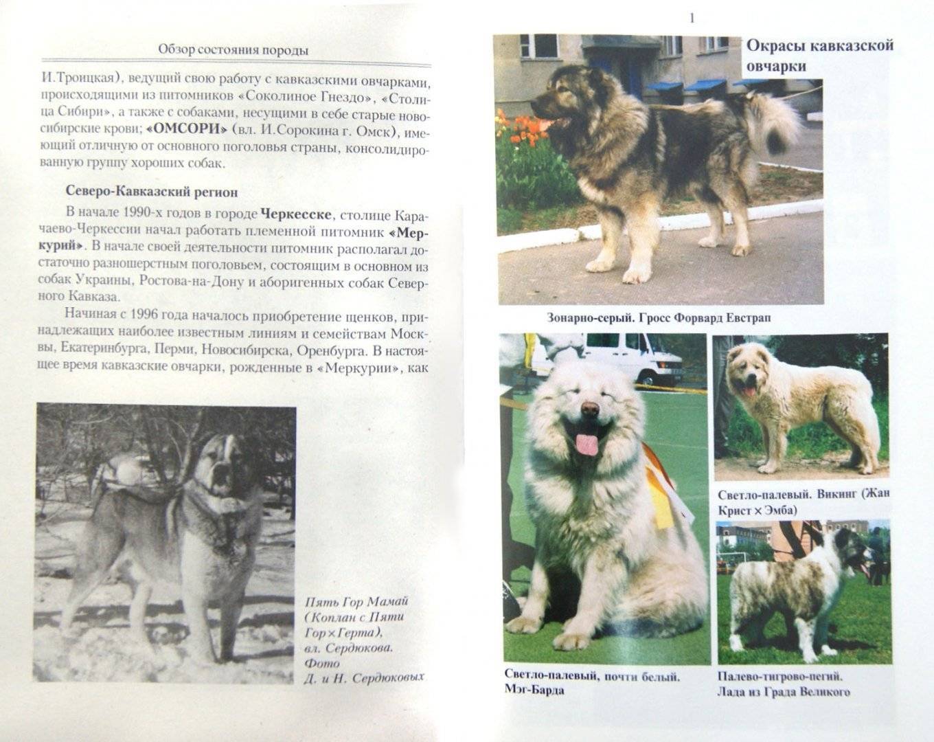 Кавказская овчарка: характеристика породы, фото, характер, уход и отзывы