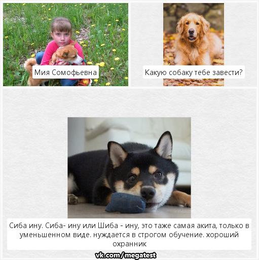 5 пород собак, подходящих для истинных домоседов - gafki.ru