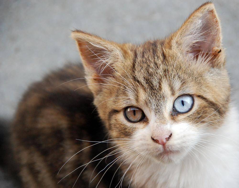 Когда меняется цвет глаз у котят и от чего это зависит