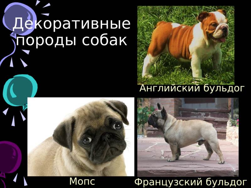 Бульдог: фото собак и разновидности породы, отличительные черты и описание