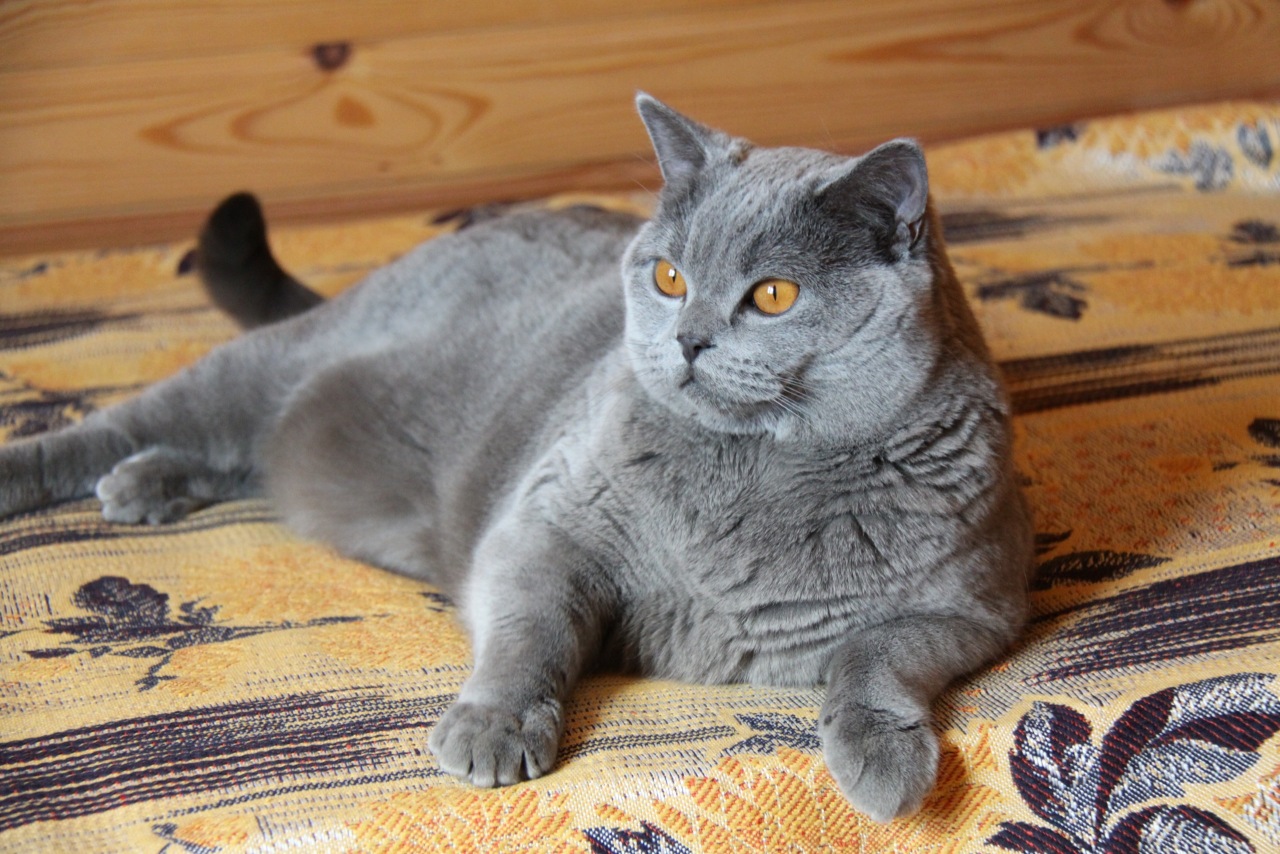 Продолжительность жизни кошек