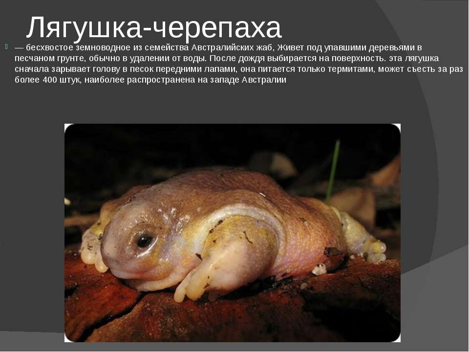 Редкие виды амфибий - zefirka