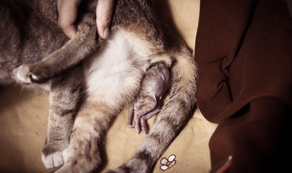 Как помочь кошке при родах в домашних условиях - при первых родах и после них | beauty-line14a.ru