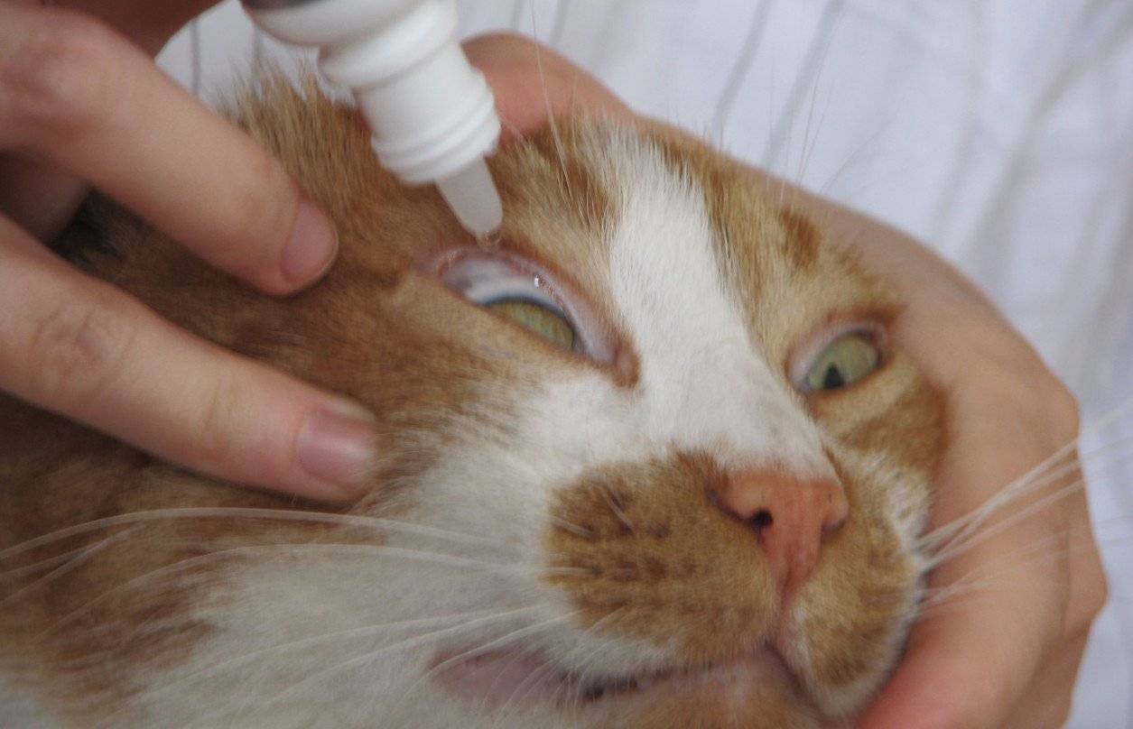 Эффективные способы самостоятельного лечения конъюнктивита у кошки дома