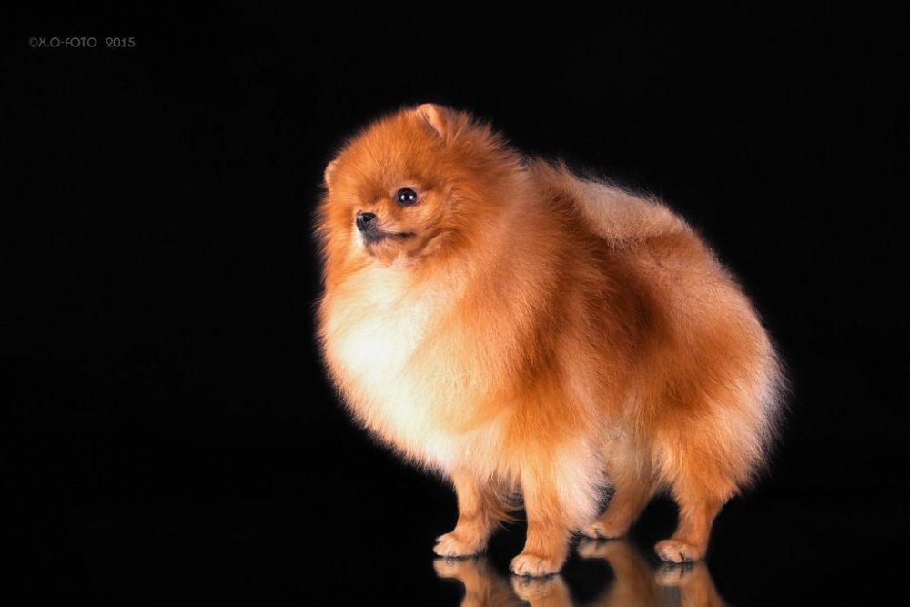 О породах: какого окраса вырастет щенок померанского шпица?
