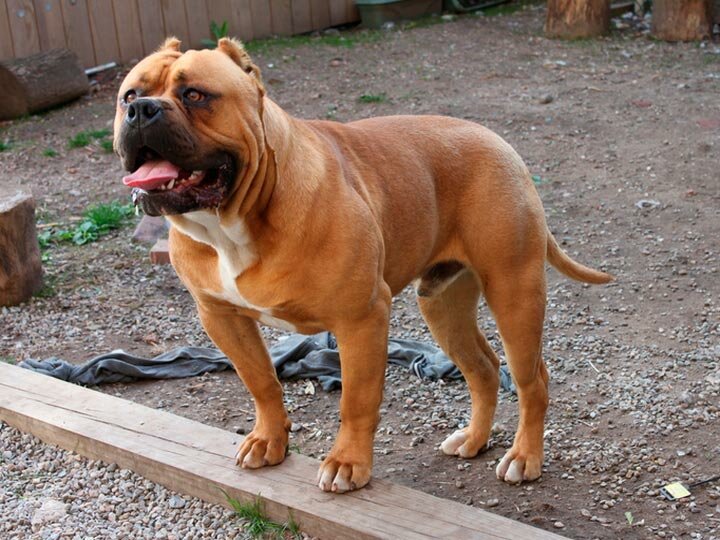 Описание американского бандога: характеристики породы, характер и как выбрать
