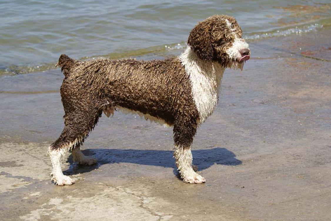 Испанская водяная собака, Перро де Аква Эспаньол