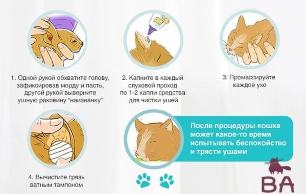 Кошка чихает - причины чихания и действия владельца