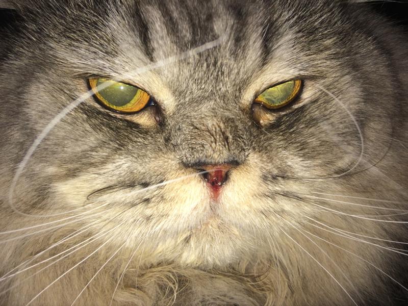 Слюнотечение у кошек: причины и лечение