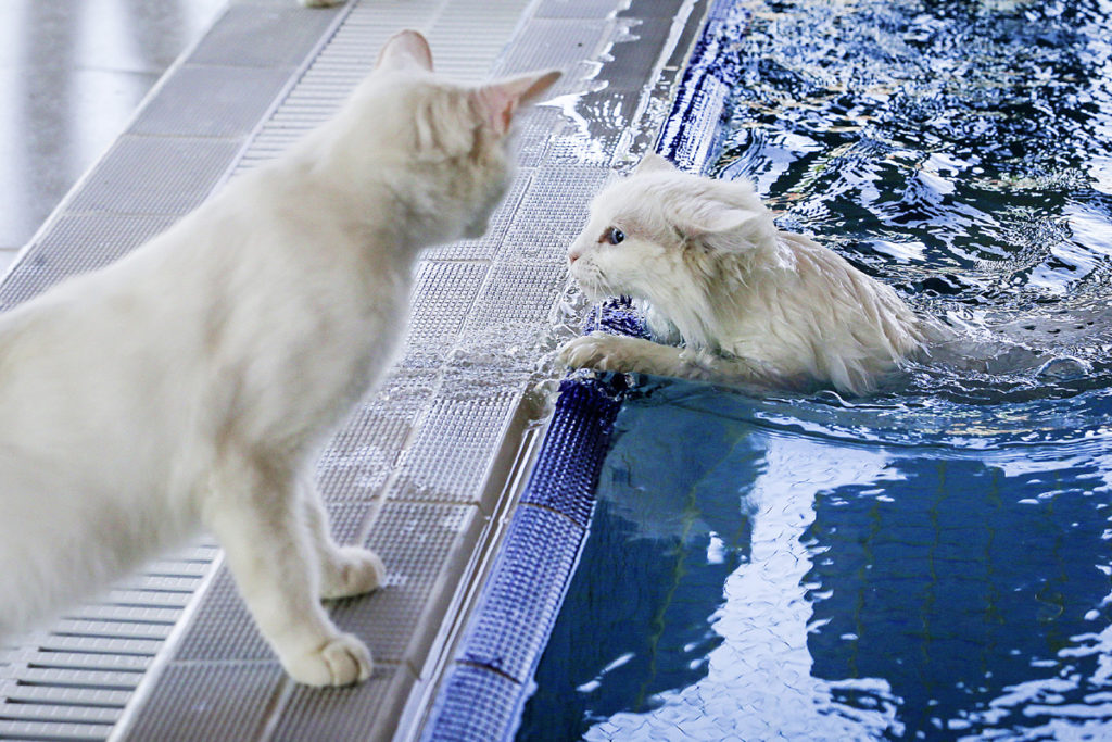 Кошки какой породы очень любят плавать и не боятся воды