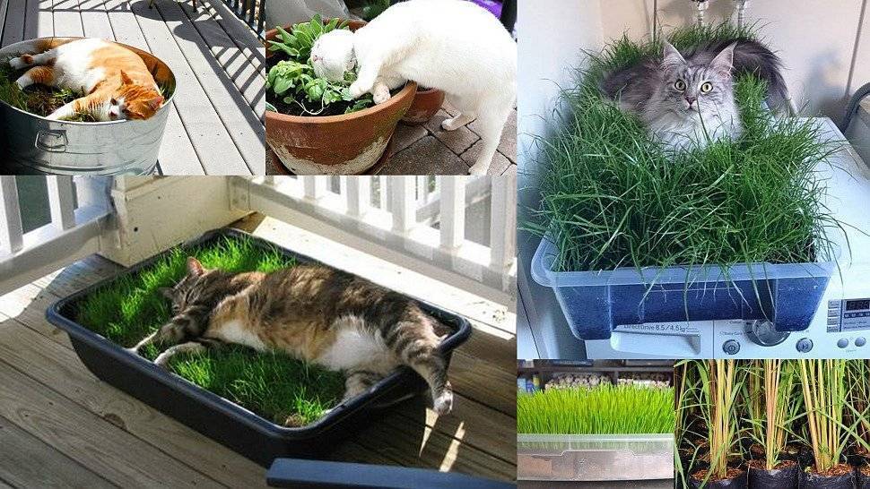 Какую траву любят кошки и как вырастить траву для кошек – pet-mir.ru