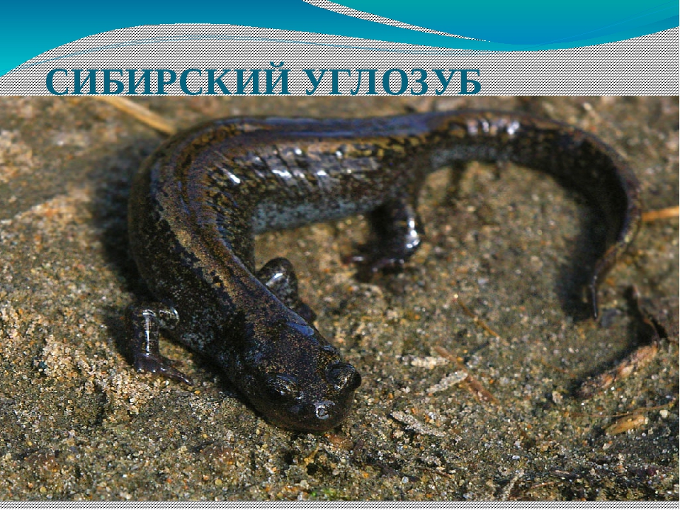 Сибирский углозуб
