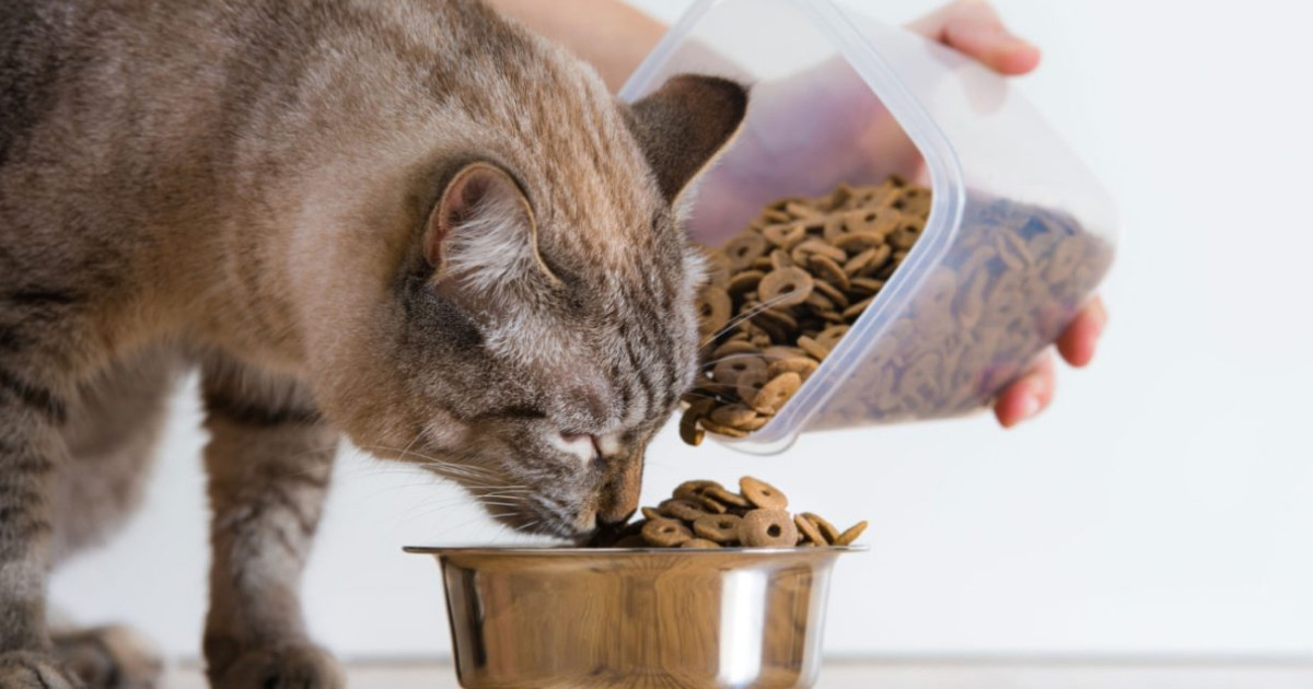 Причины закапывания еды с миской у котов: после того как поел и другие примеры