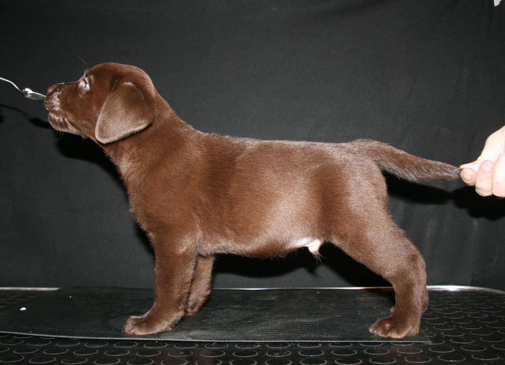 Лабрадор - 78 фото наиболее популярной собачей породы в мире