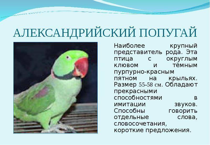 Сенегальский попугай