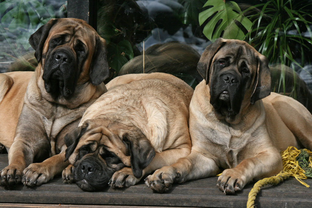 Основная информация об английских мастифах: как выглядит собака, рост, вес