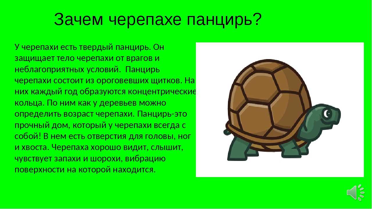 Интересные факты о черепахах, виды, образ жизни, влияние на природу ???? фанфакт.ру