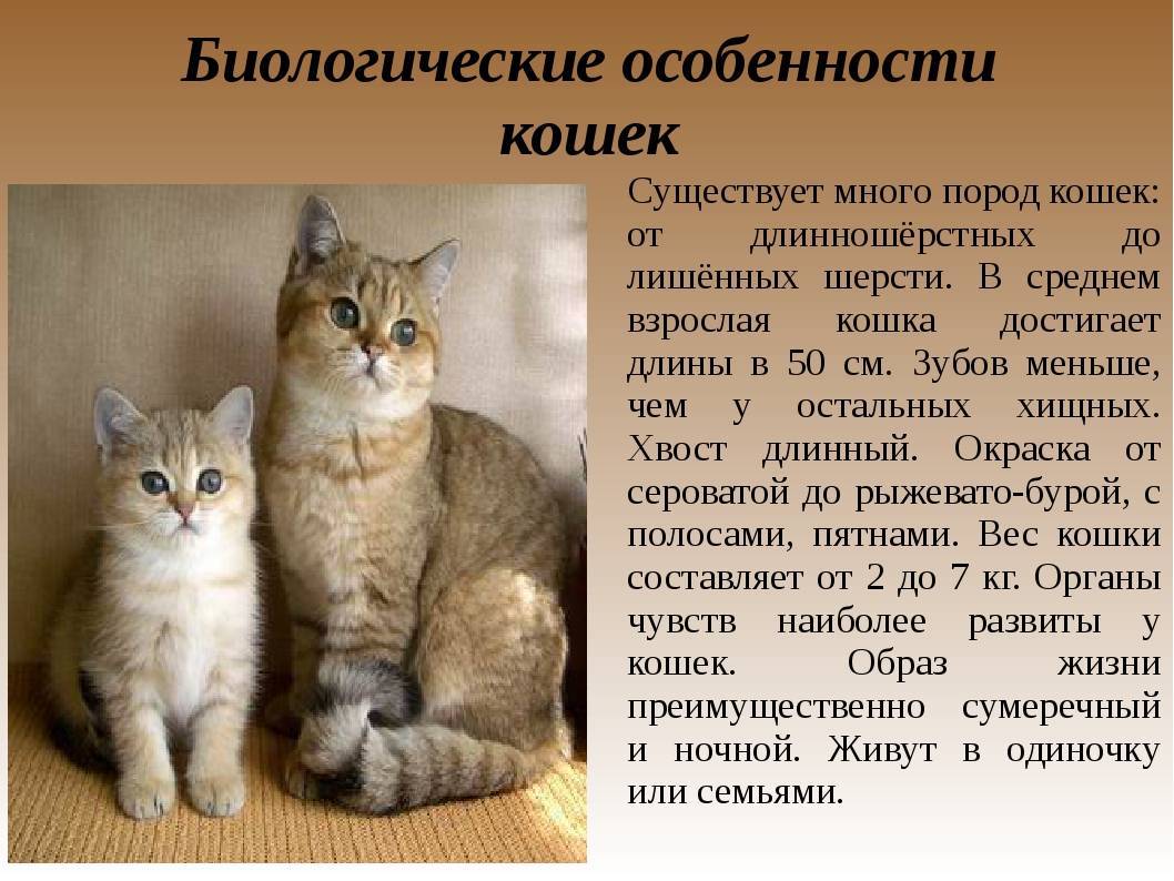 Большие домашние кошки | самые крупные породы котов с фото и названиями