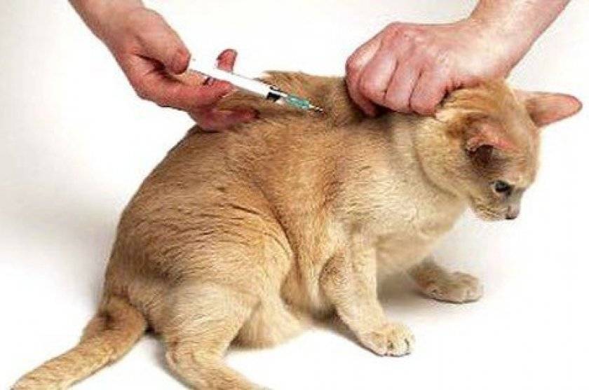 ᐉ как выполнить внутримышечную инъекцию кошке? - ➡ motildazoo.ru