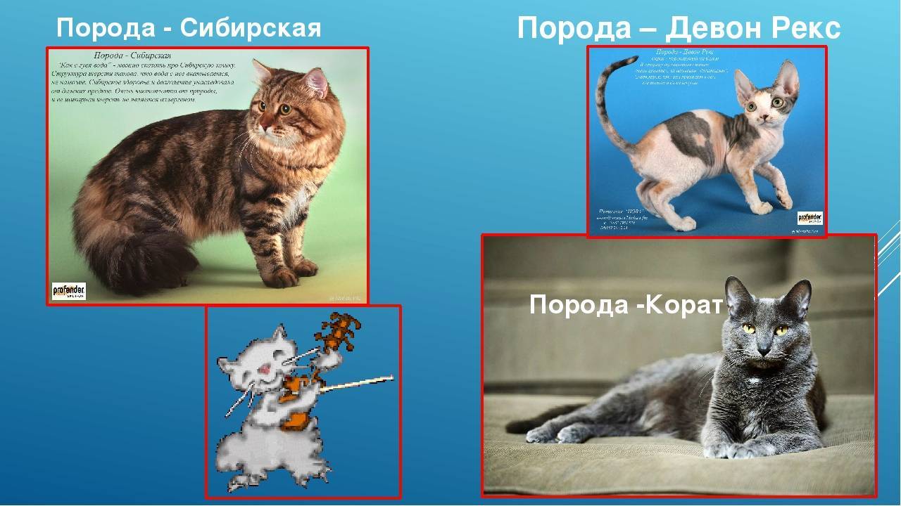 Немецкий рекс: описание породы кошек и особенности характера