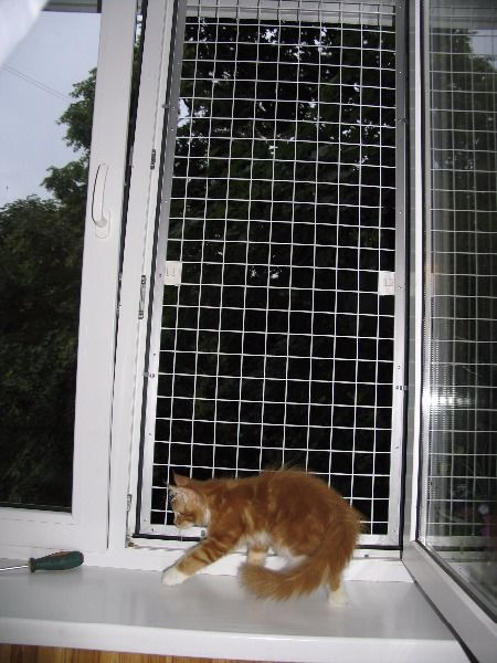 «антикошка»: сетка на окно для защиты домашних питомцев
